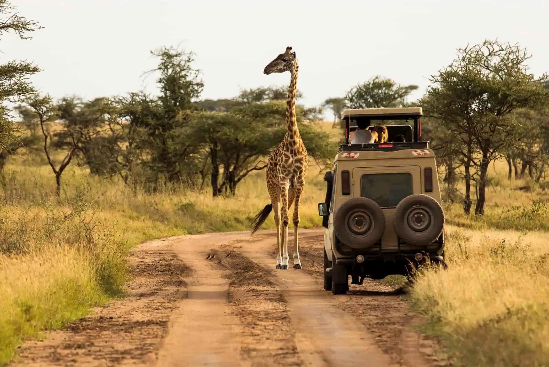 safari prix