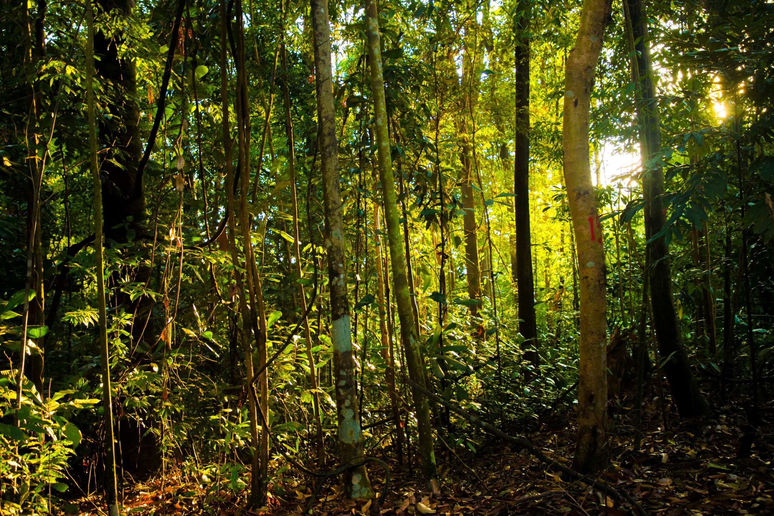 jungle malaisie jungle malaisie