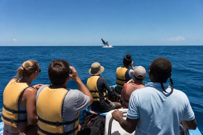 Observation d'une baleine à bosse depuis un bateau, tourisme responsable à boa vista cap vert