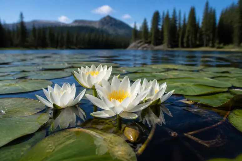 Nénuphars blancs en fleurs à la surface du lac de Creno en été