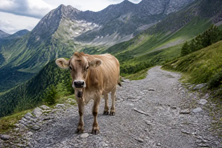 Vache en liberté se tenant au milieu d'un sentier de montagne caillouteux dans une vallée verdoyante