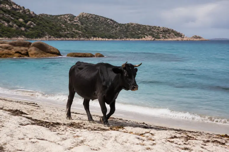 Vache corse en liberté paisiblement installée sur le sable de la plage sauvage de Barcaggio